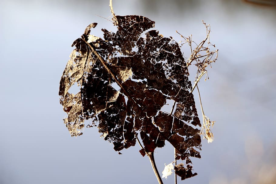 leaf, transience, old, corrupted, beautiful, live, vintage HD wallpaper