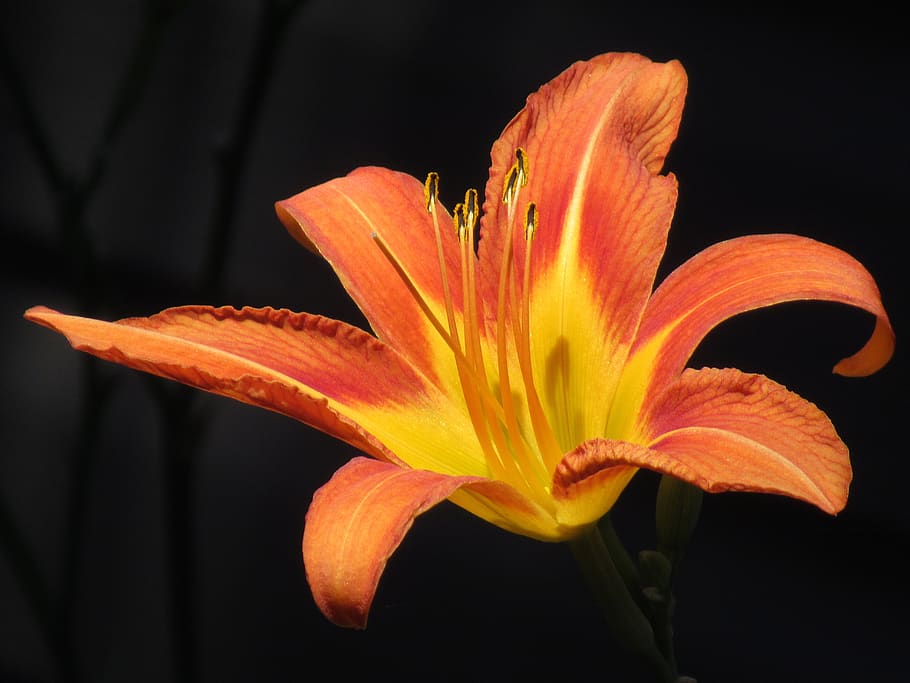 flower, nature, bloom, blossom, garden, summer, petals, orange HD wallpaper
