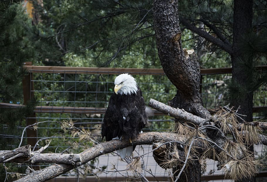 eagle, bald, bird, animal, wild, nature, tree, plant, animal wildlife HD wallpaper