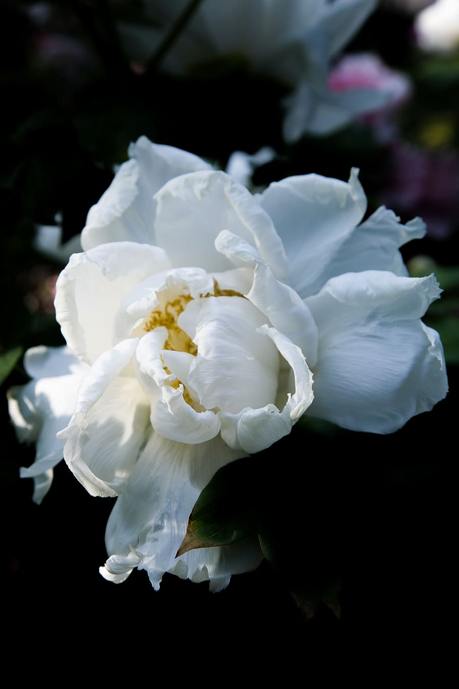 flowering plant, beauty in nature, freshness, fragility, vulnerability HD wallpaper