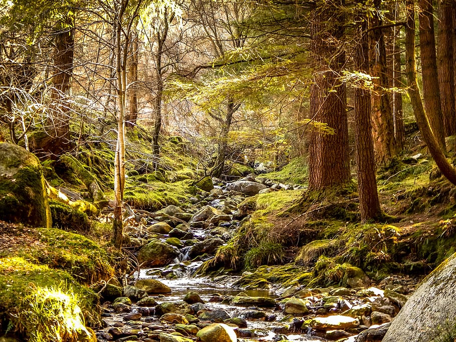 Green Forest Trees, daylight, environment, landscape, moss, mountain HD wallpaper