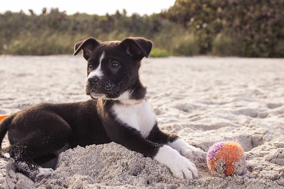 dog, pet, ball, beach, sand, one animal, mammal, domestic animals HD wallpaper