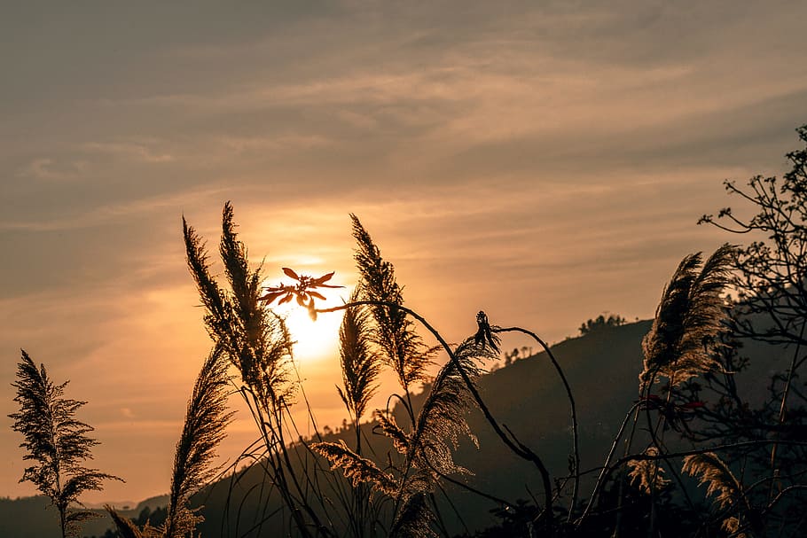 Magical Golden Hour, sunset, sky, plant, cloud - sky, beauty in nature HD wallpaper