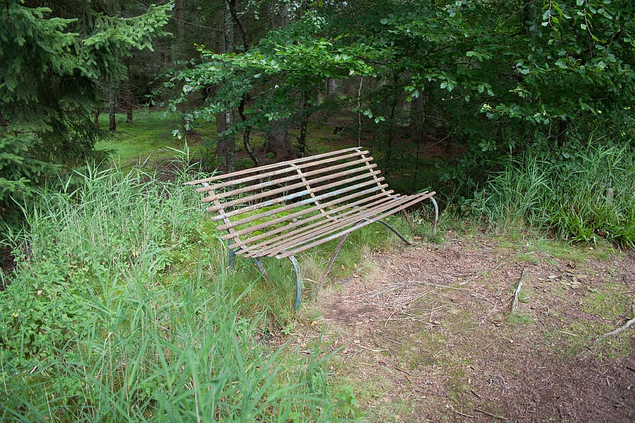 united kingdom, aboyne, forest, seat, bench escape, plant, growth, HD wallpaper