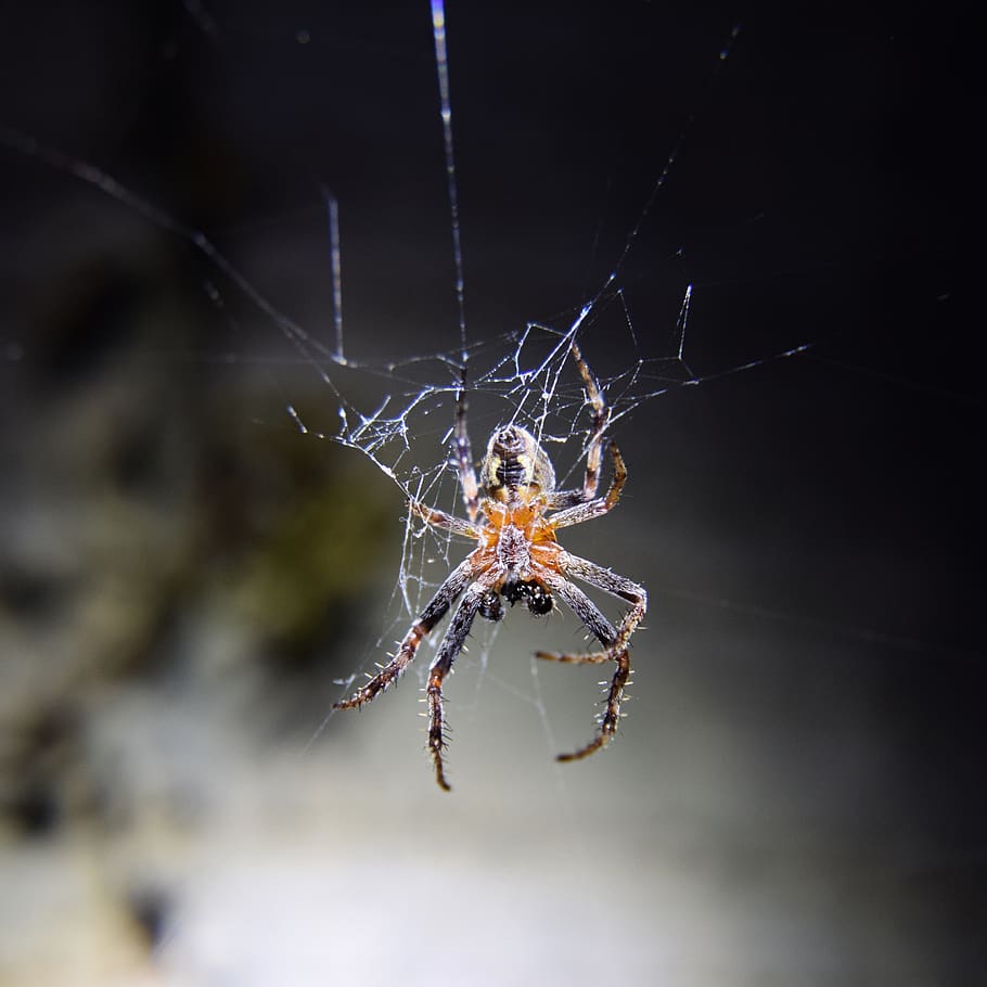 garden spider, cobweb, insect, nature, macro, close up, creepy HD wallpaper