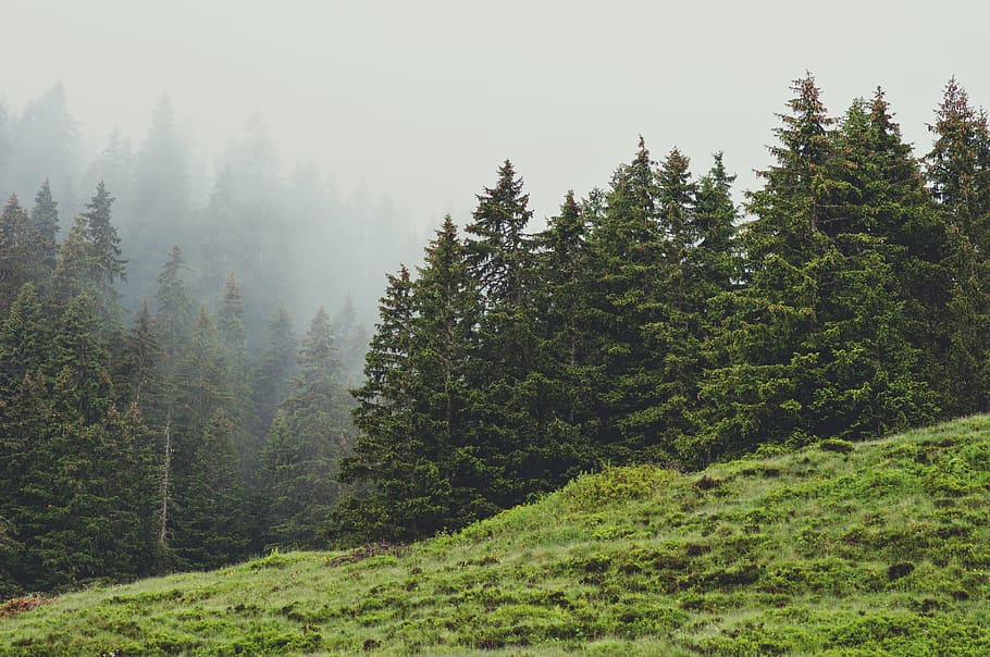 green-leafed trees, plant, fir, abies, nature, conifer, outdoors HD wallpaper