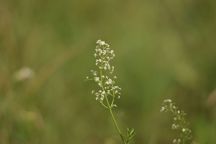 przytulia, white, field, meadow, summer, nature, herb, green HD wallpaper
