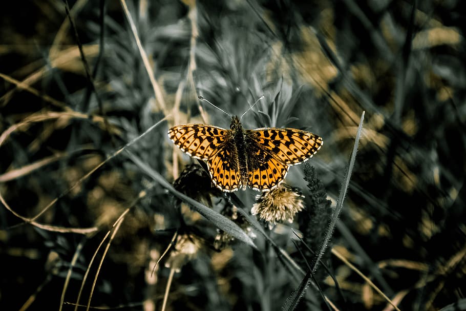 Selective Focus Photo of Black White and Yellow Butterfly, grass HD wallpaper