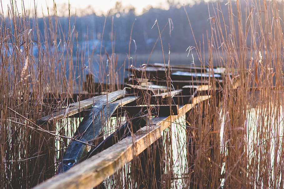 Old broken pier on a lake, landing stage, water, plant, tranquility HD wallpaper