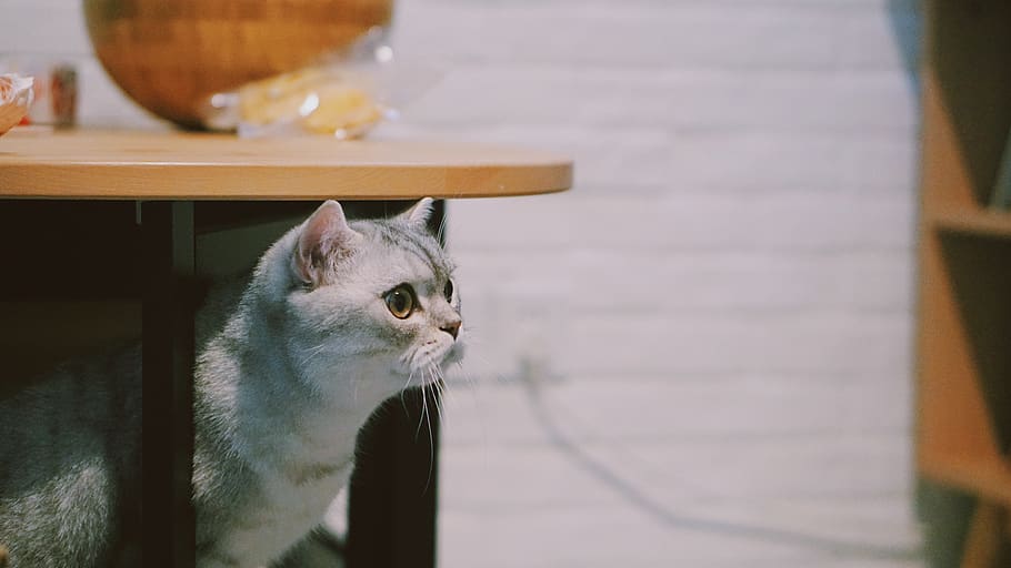 gray and white cat, pet, mammal, animal, abyssinian, manx, wood HD wallpaper