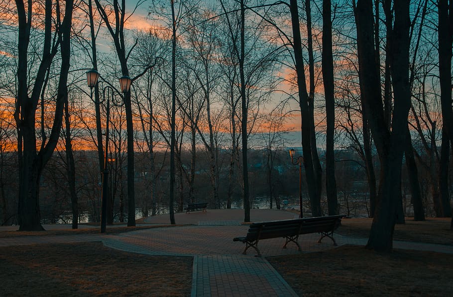 Gray Forest at Sunrise, bench, clouds, darkness, evening, hd wallpapers HD wallpaper