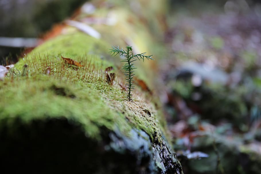 animals in the wild, close-up, selective focus, animal wildlife HD wallpaper