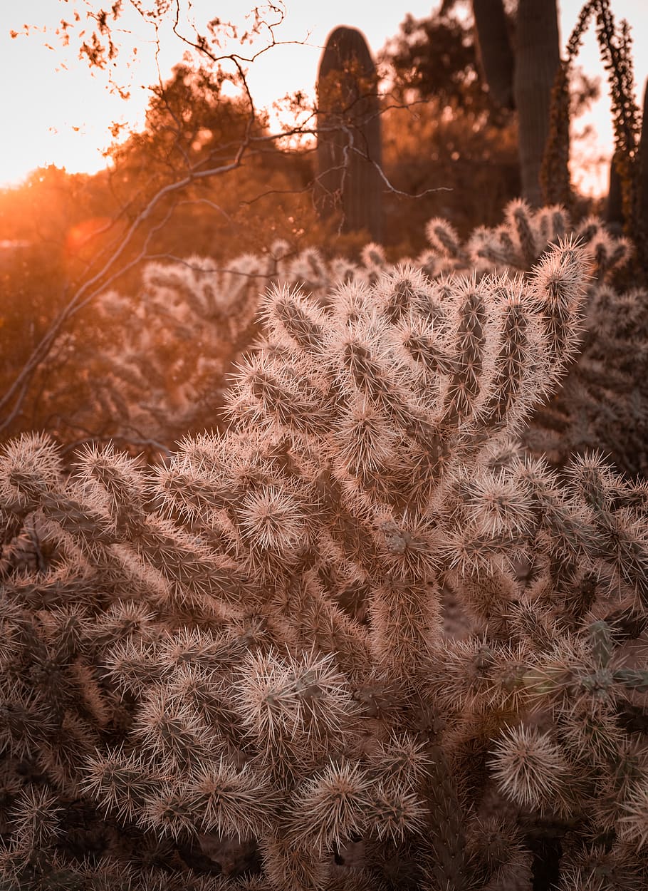 white cactus plant, one person, nature, land, tree, sky, leisure activity HD wallpaper