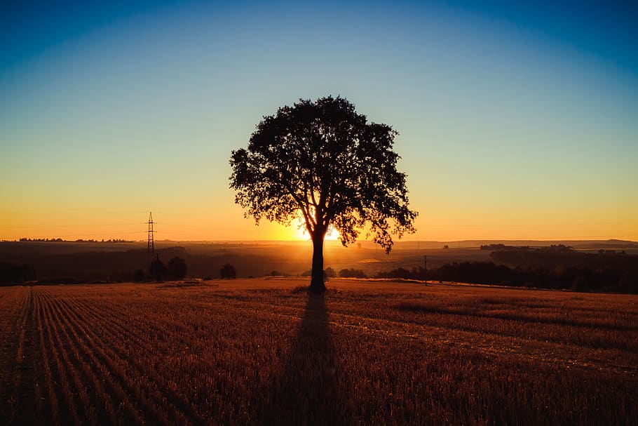 landscape, tree, sunrise, beautiful, nature, rest, still, light HD wallpaper
