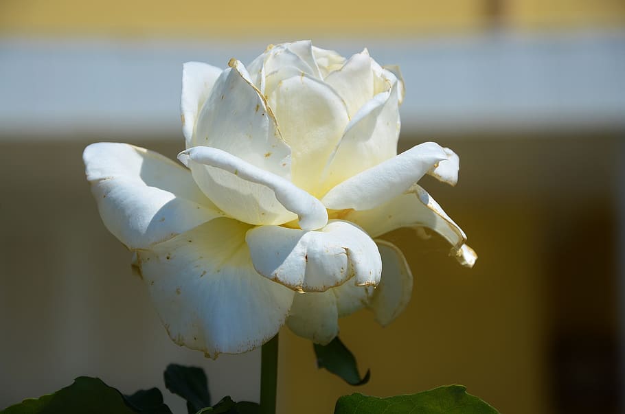 rose, flower, spring, summer, floral, leaf, nature, green, blossom HD wallpaper