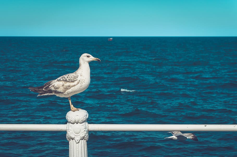 romania, constanța, nature, seagull, port, seaside, water, HD wallpaper
