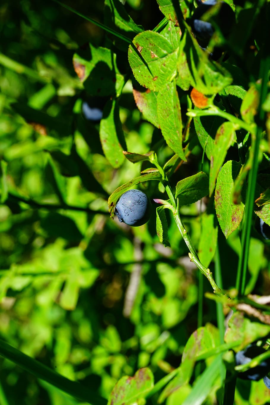 blueberry, fruit, accinium myrtillus, besing, black berry, moll berry, HD wallpaper