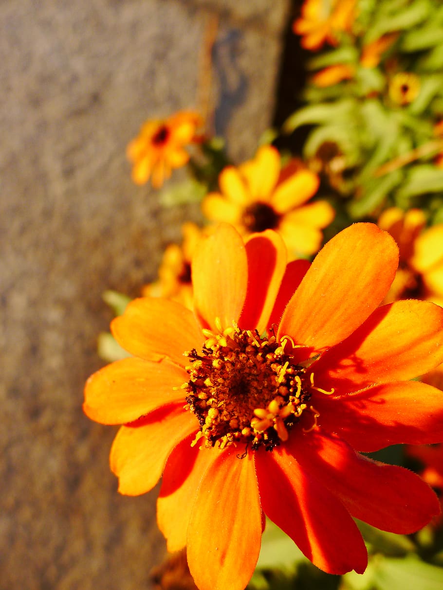 flower, autumn, flowering plant, fragility, vulnerability, beauty in nature HD wallpaper