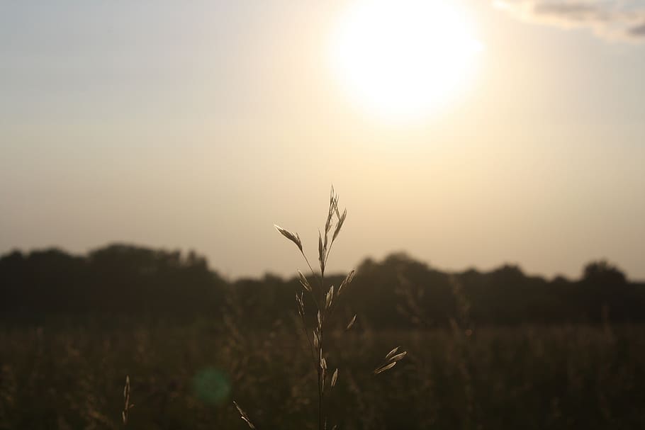 wheat, single, one, sky, air, sunset, golden, grass, oustide HD wallpaper