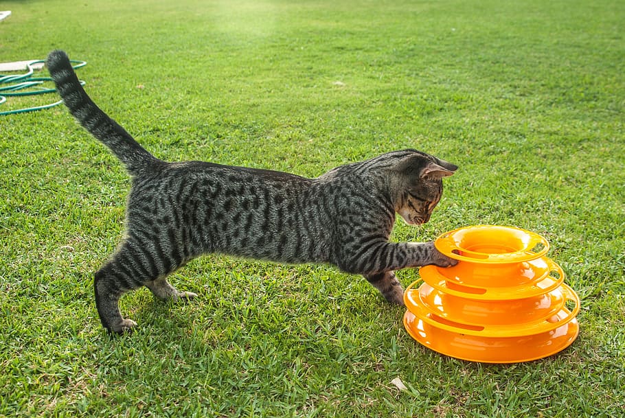 cat, pet, play, playful, explore, kitten, fun, animal, grass HD wallpaper