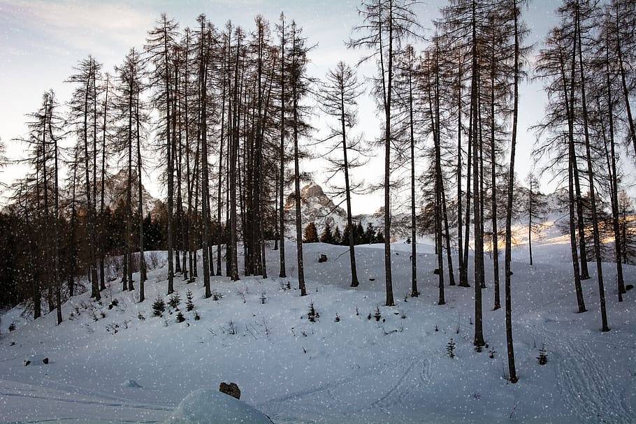 landscape, winter, snow, trees, nature, wintry, cold temperature HD wallpaper