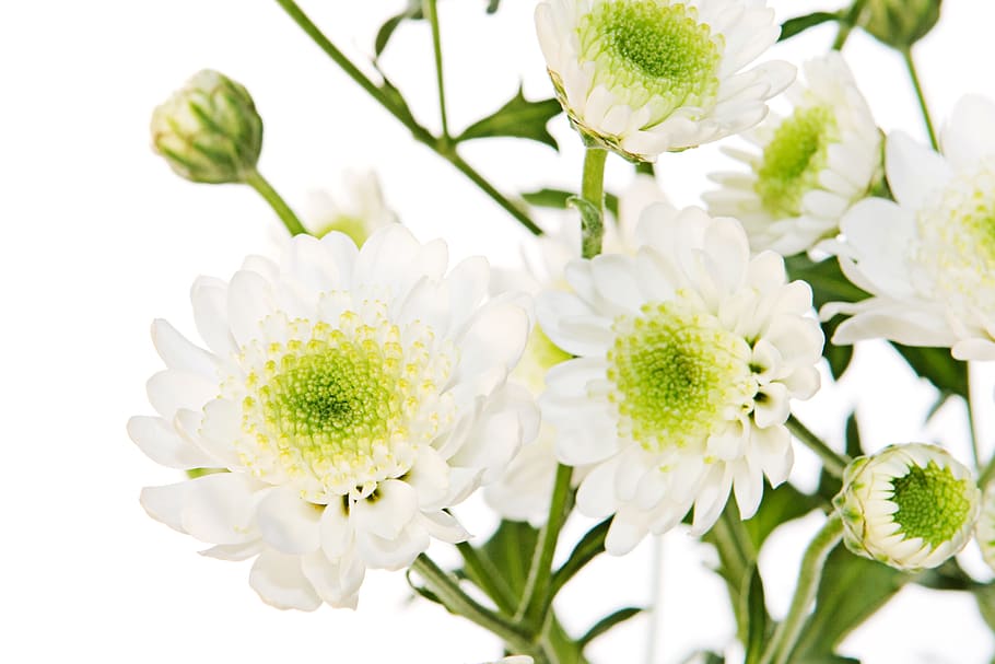 flower, white, isolated, flowers, fresh, garden, gardening HD wallpaper