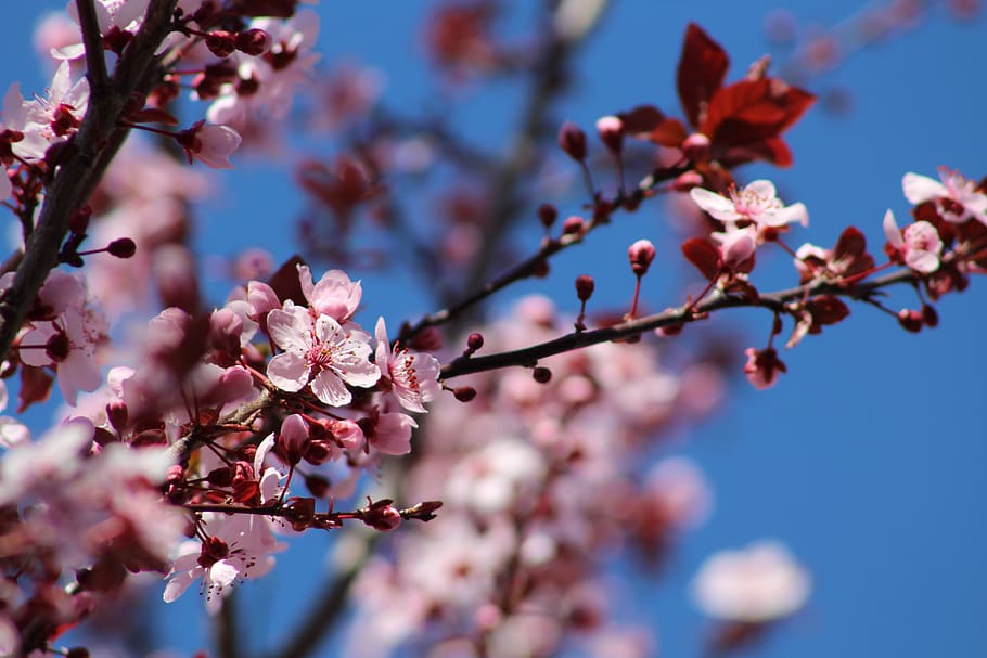 flowers, spring, bee, tree, rosa, macro, plant, fragility, growth HD wallpaper