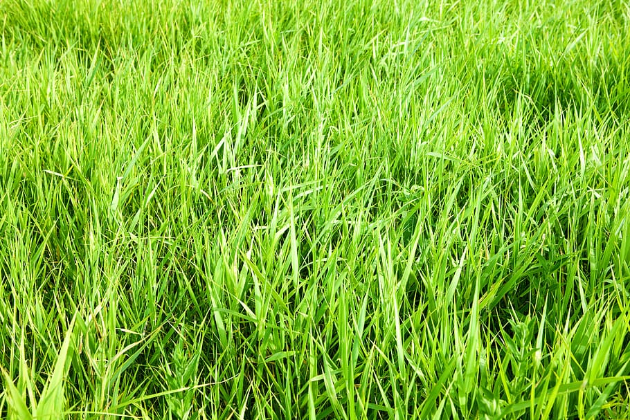 con2011, background, field, fresh, garden, grass, green, growth HD wallpaper
