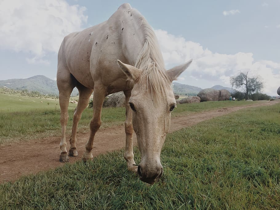 white horse eating grass, animal themes, field, mammal, land HD wallpaper