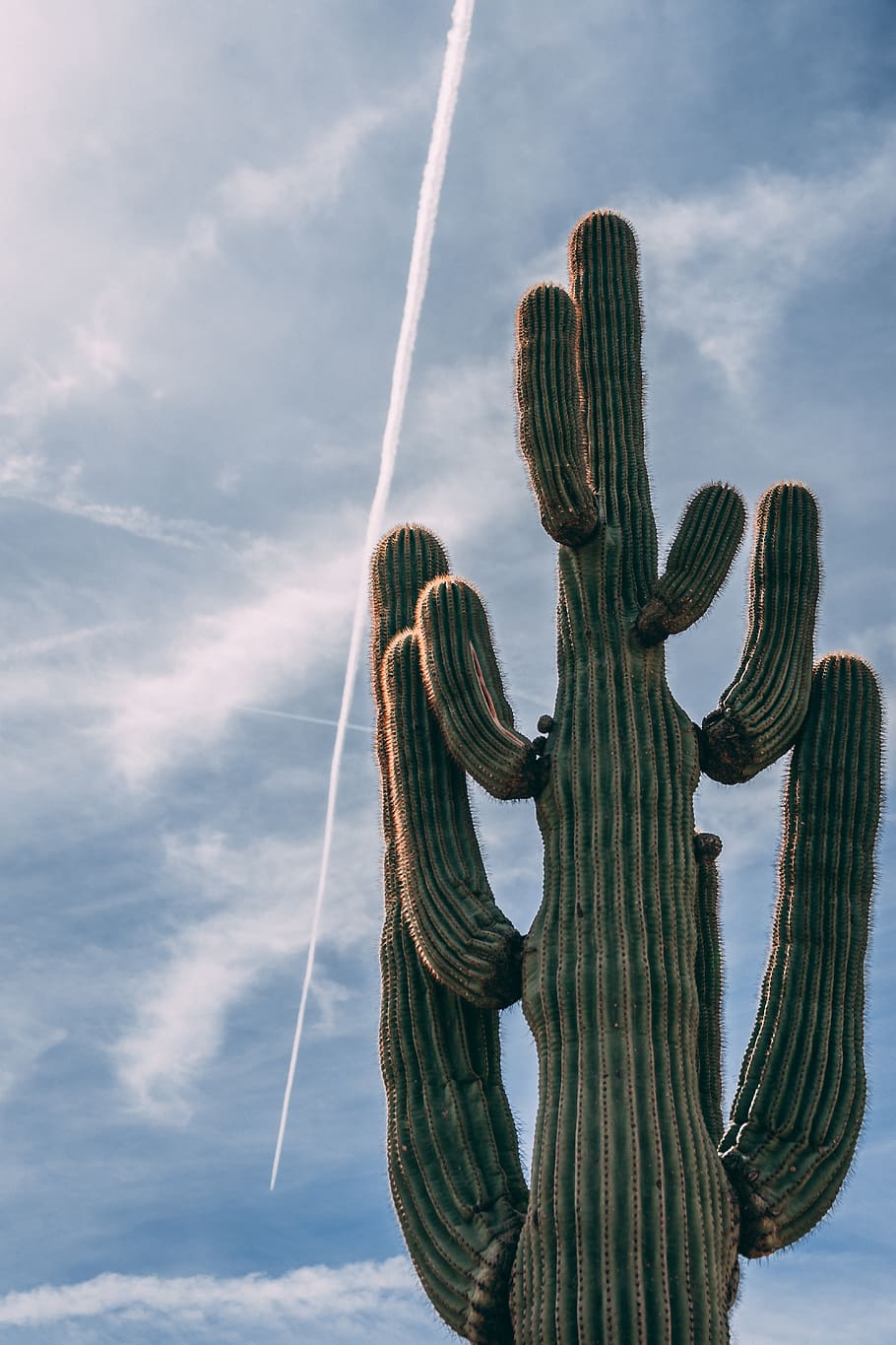 cactus, desert, contrail, sun, barrel cactus, desolate, cloudy sky HD wallpaper