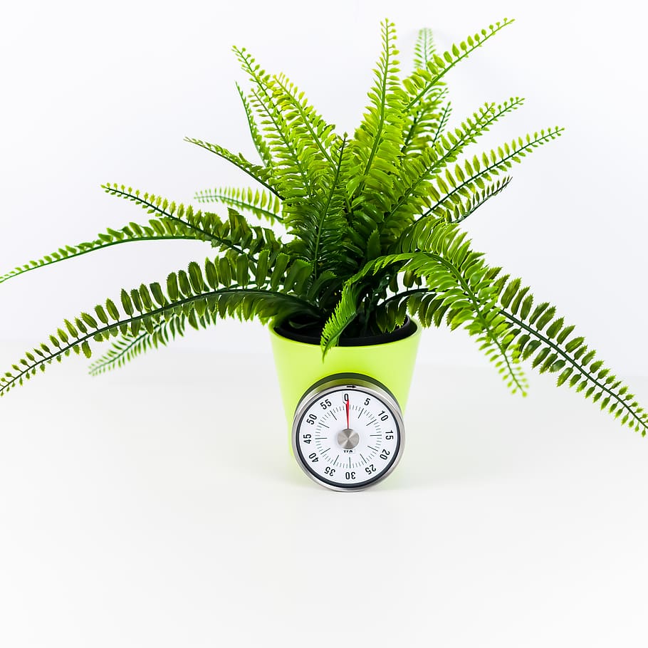 green fern plant inside yellow pot with clock, leaf, aloe, vegetation