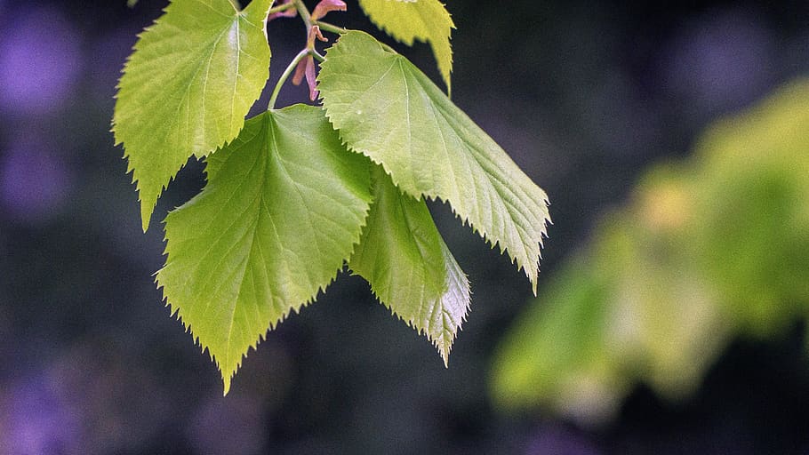 leaves, green, nature, spring, plant, ecology, leaf, branch HD wallpaper