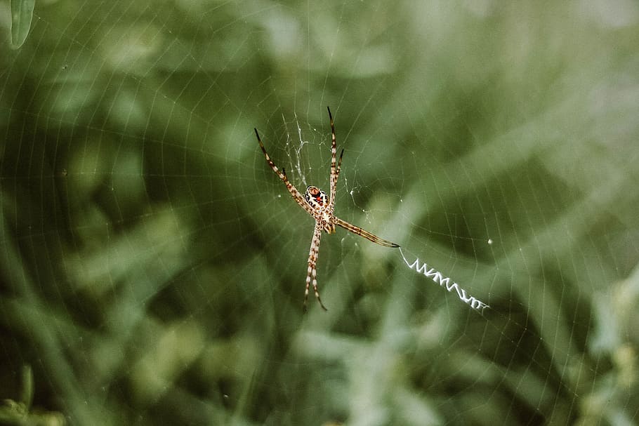spider, web, outdoor, insect, blur, spider web, animal themes HD wallpaper