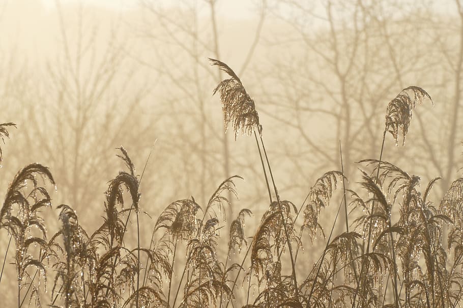 nature, cold, winter, landscape, ice, frozen, outdoors, wintry HD wallpaper