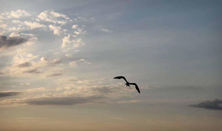 spain, valencia, sky, cloud - sky, animal themes, flying, animal wildlife HD wallpaper