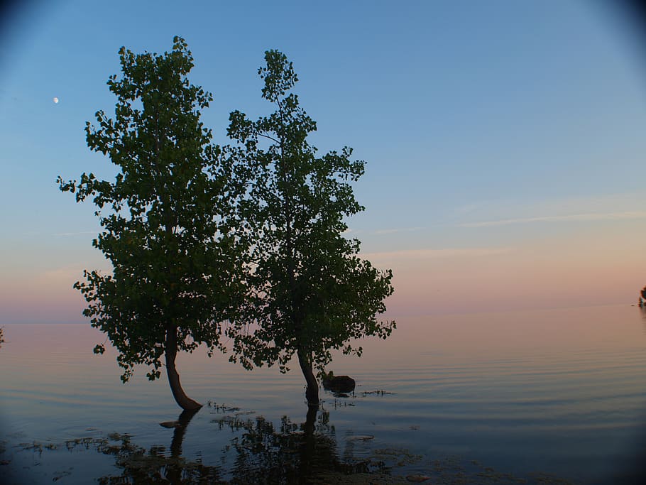 lake, tree, sunset, blue, pink, green, whisper, soft, sky, plant HD wallpaper