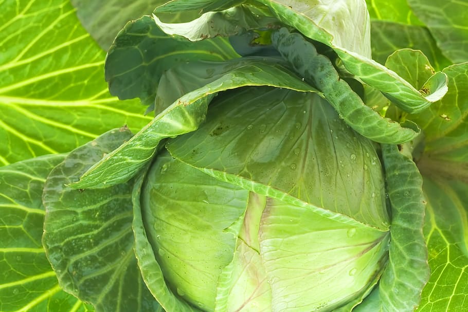 cabbage, close, close-up, closeup, color, diet, food, fresh HD wallpaper