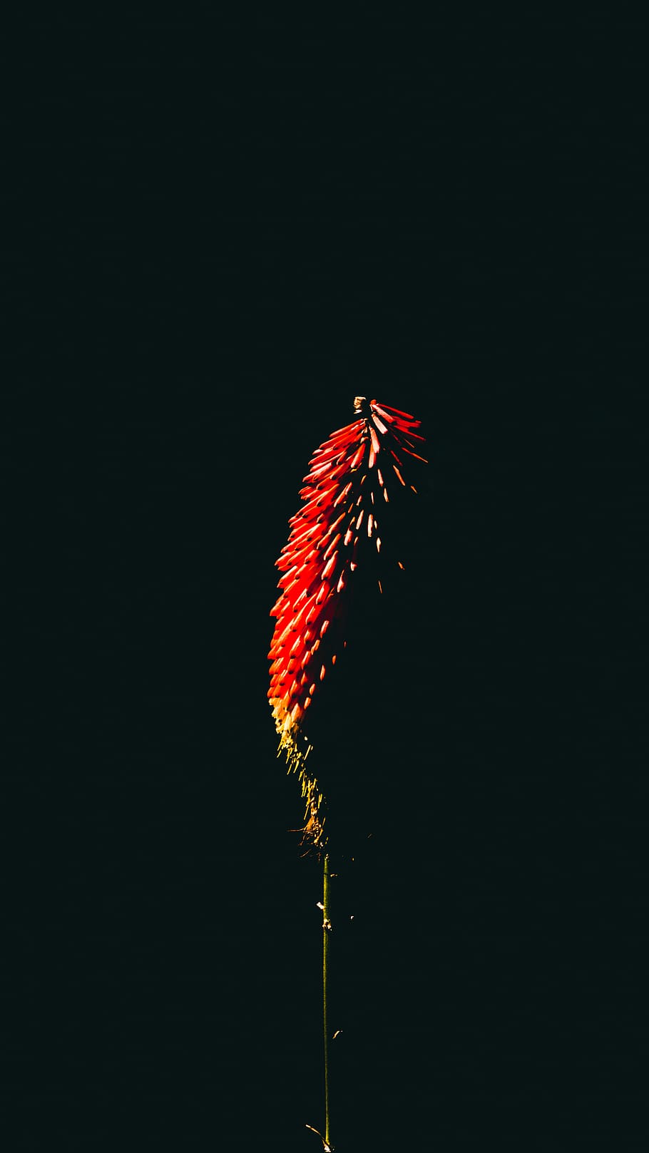 flower, art, black, copy space, no people, nature, night, low angle view HD wallpaper