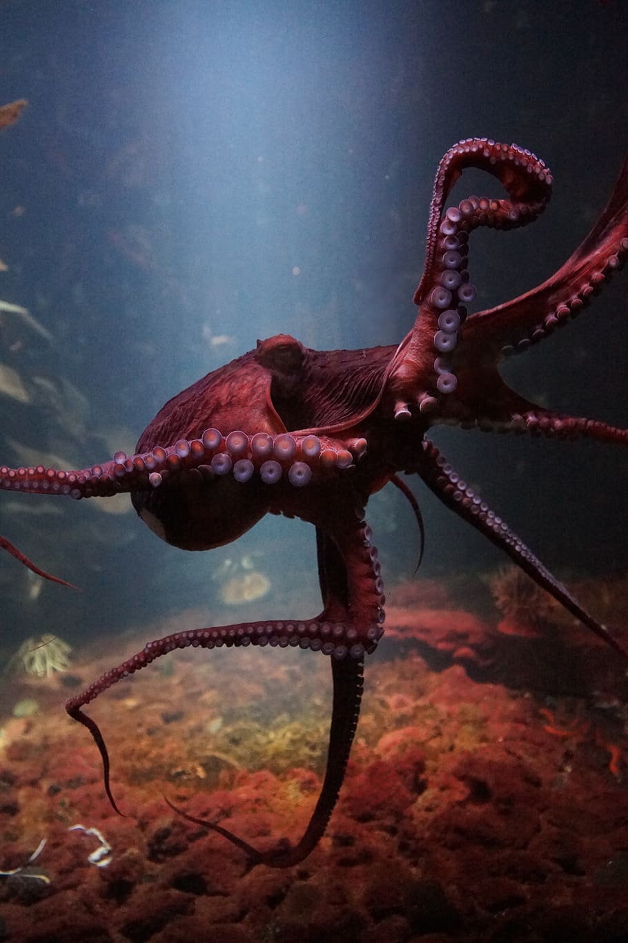 octopus, sea life underwater, ocean, fauna, invertebrate, biology, HD wallpaper