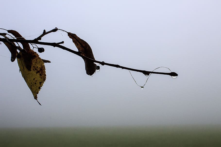 fog, linde, branch, seeds, spinnfaden, drop of water, leaf HD wallpaper