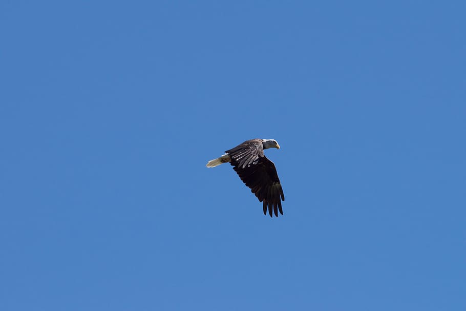 kanada, likely, bird, flying, animals in the wild, animal themes HD wallpaper