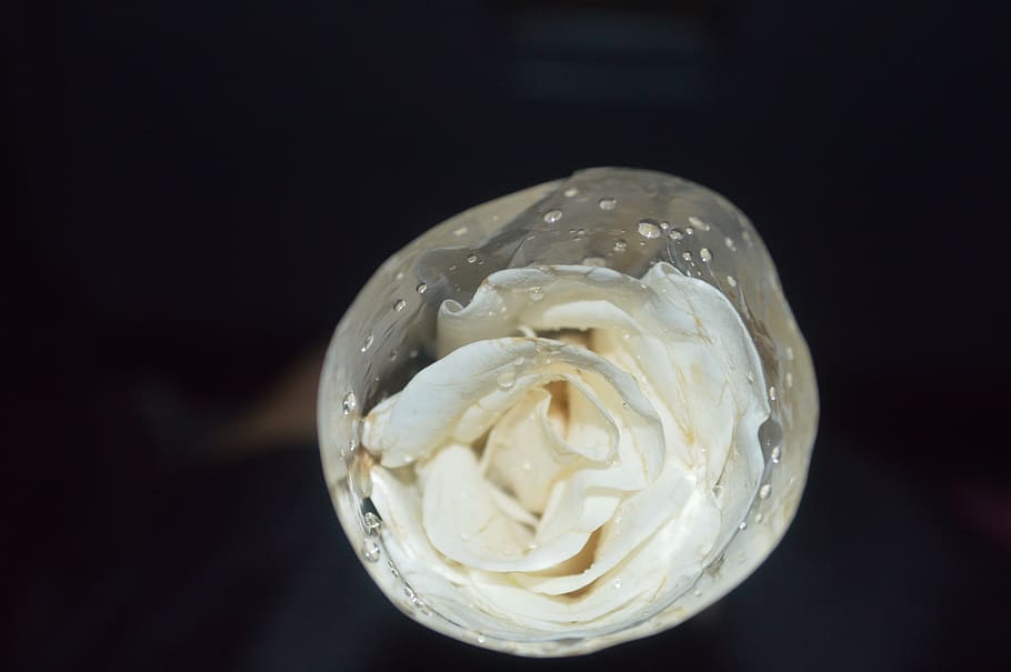 rose, flower, white, gift, plant, bouquet, botanical, close-up, HD wallpaper