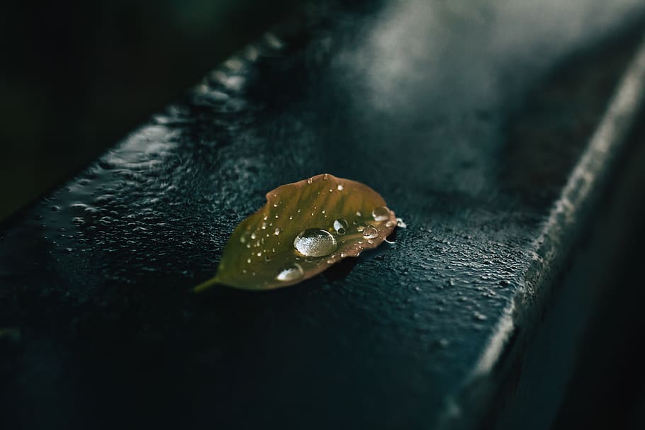 italy, bastia umbra, water drops, rain, macro, leaf, rain drop, HD wallpaper