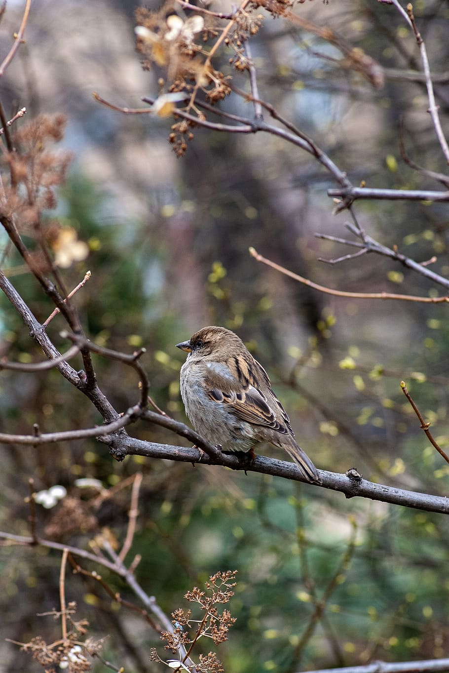 sparrow on twig, vertebrate, bird, animals in the wild, animal wildlife HD wallpaper