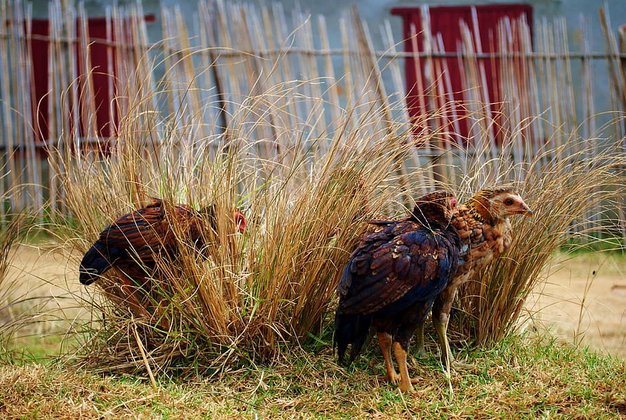 madagascar, chickens, farm, bird, animal, vertebrate, grass HD wallpaper