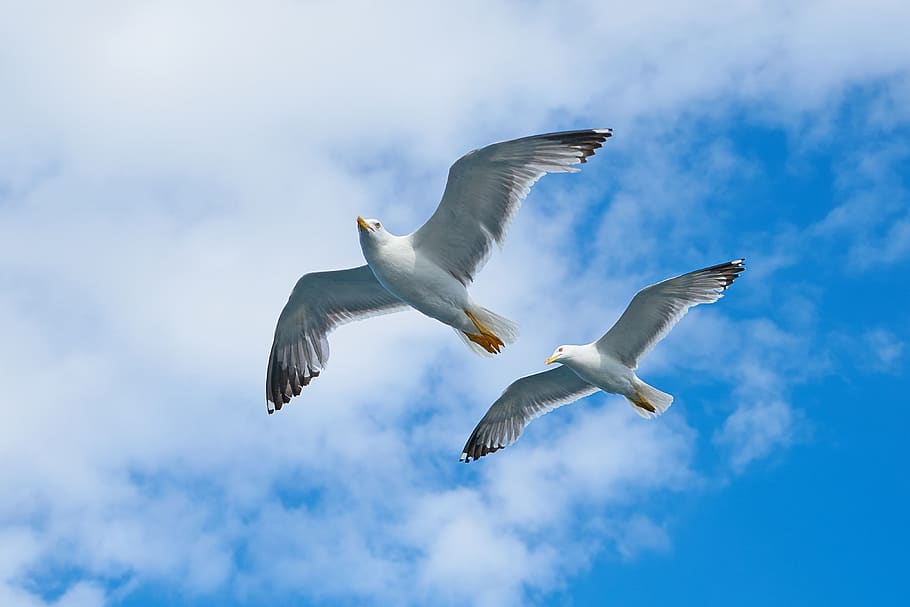 Những chú chim bay trắng tinh khôi với đôi cánh to rộng, vỗ bay lượn trên bầu trời xanh mênh mông là một khung cảnh trơn tru và yên bình. Hình ảnh này có thể giúp bạn thoát khỏi áp lực và trầm tư, giúp bạn tìm thấy sự an yên và cân bằng trong cuộc sống.