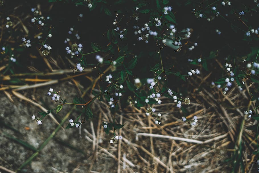 flower, grass, tree, plant, nature, life, photo, photography HD wallpaper