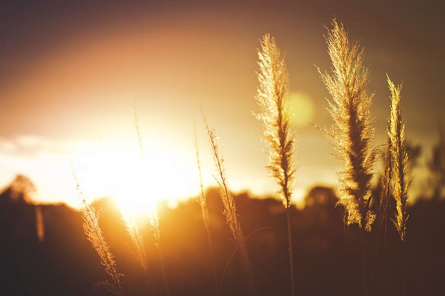 crops, field, sunset, sunlight, plant, yellow, sky, growth HD wallpaper