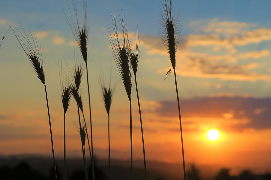 sunset, nature, sky, clouds, in the evening, plant, beauty in nature HD wallpaper