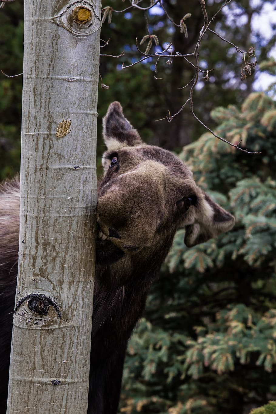 tree, mountain, moose, aspen tree, animal, animal themes, mammal HD wallpaper